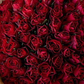 Большой букет  из 75 красных роз 30 см (Кения) в кремовой пленке