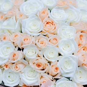 Букет из 101 кремовой и белой розы 40 см (Россия) в кремовой пленке