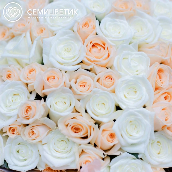 Букет из 101 кремовой и белой розы 40 см (Россия) в кремовой пленке