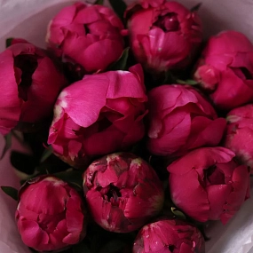 Букет из 11 ярко-розовых пионов Red Sarah Bernhardt Premium в розовой упаковке