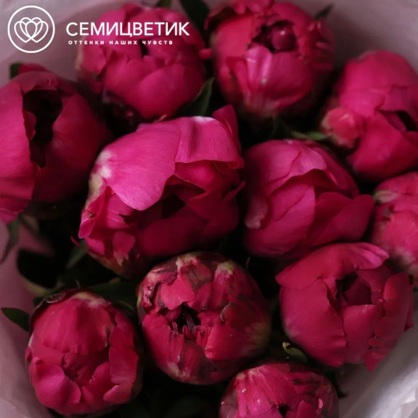 Букет из 11 ярко-розовых пионов Red Sarah Bernhardt Premium в розовой упаковке