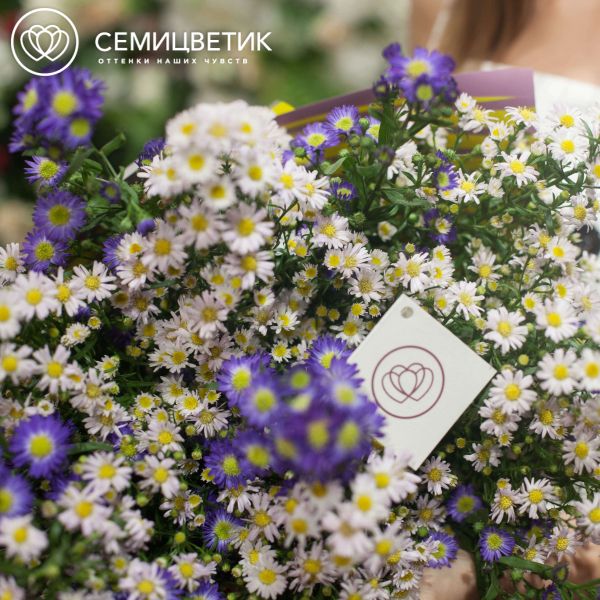 Букет из 15 кустовых астр микс