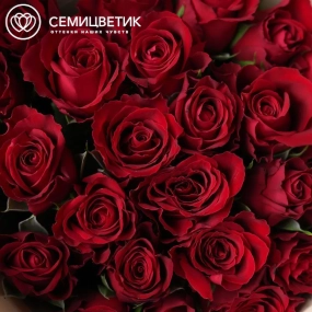 Букет из 51 красной розы 35 см (Кения) в кремовой пленке