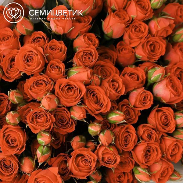 Букет из 25 оранжевых кустовых роз 40-50 см (Россия)