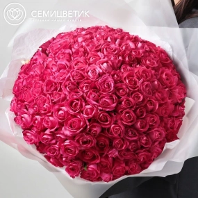 Букет из 151 малиновой розы 40 см (Россия) в прозрачной пленке