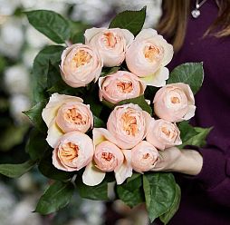 Букет из 11 персиковых пионовидных роз Juliet 50 см (Эквадор)