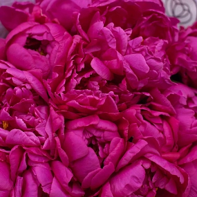 Букет из 15 малиновых пионов Standart Plus в кремовой пленке