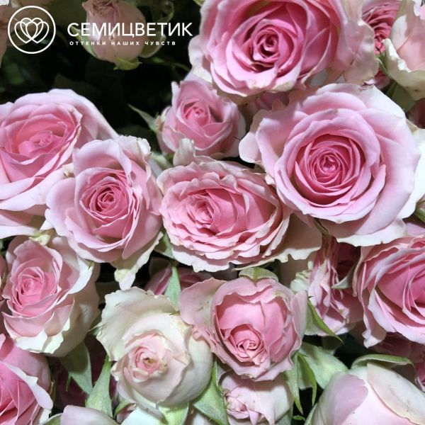Букет из 25 розовых кустовых роз 40 см (Кения)