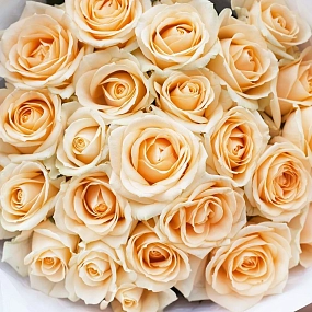 Букет из 25 кремовых роз 60 см (Россия) в кремовой пленке