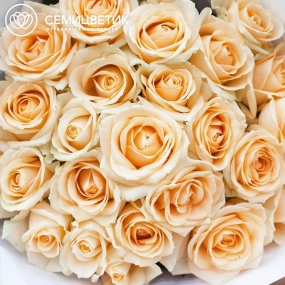 Букет из 25 кремовых роз 60 см (Россия) в кремовой пленке