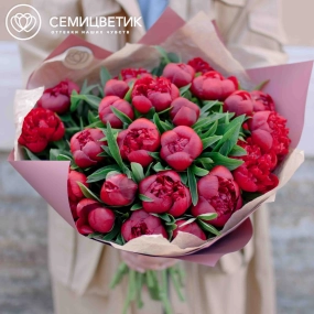 Букет из 25 бордовых пионов Standart в розовой пленке
