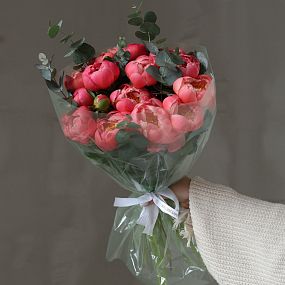 Букет из 15 пионов Coral Sunset Premium с эвкалиптом в полупрозрачной упаковке