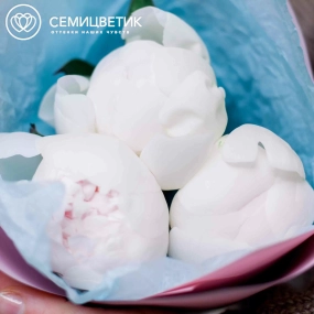 Букет из 3 белых пионов Premium в розовой пленке