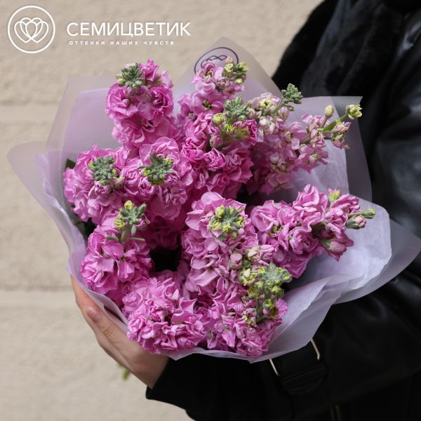Букет из 13 сиреневых махровых маттиол