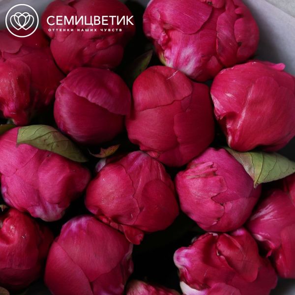 Букет из 15 ярко-розовых пионов Flemming Premium
