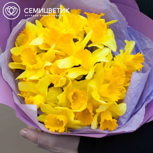 Букет из 25 нарциссов в сиреневой пленке