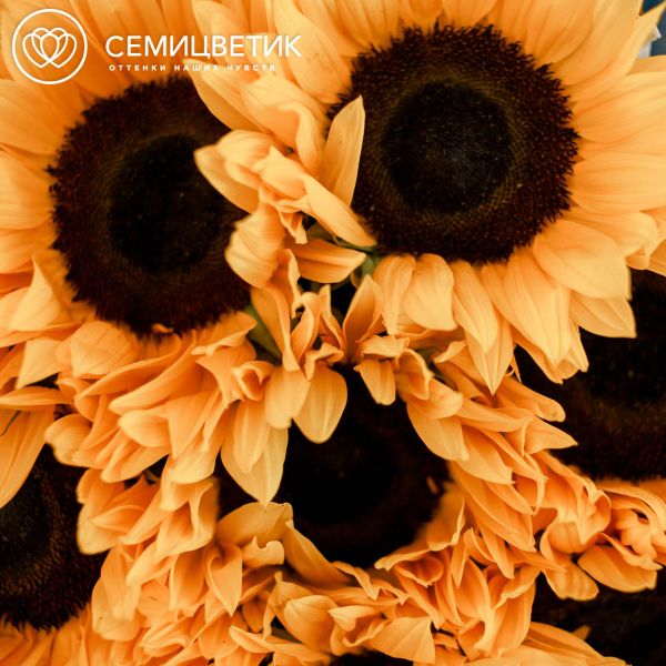 Букет из 9 подсолнухов
