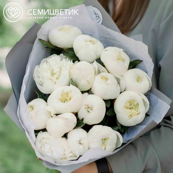 Букет из 15 белых пионов Standart Plus в голубой пленке