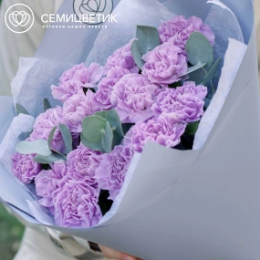 Букет из 15 сиреневых (лунных) гвоздик с эвкалиптом в голубой пленке