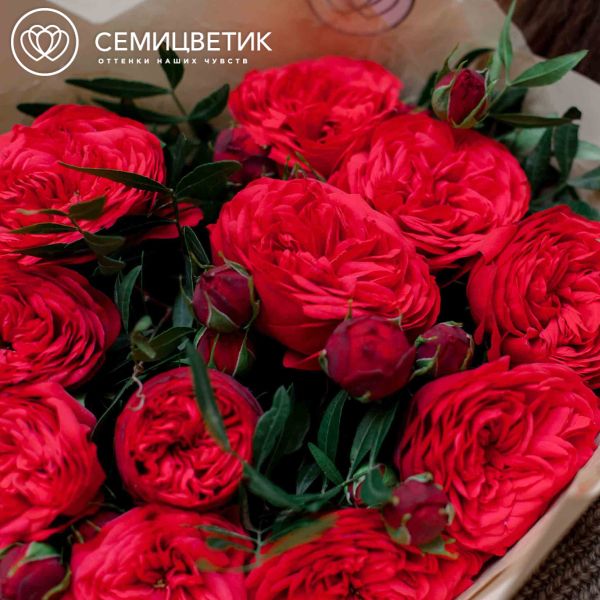Букет из 11 красных кустовых пионовидных роз Red Piano 40 см с фисташкой