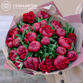 Букет из 25 бордовых пионов Standart в розовой пленке