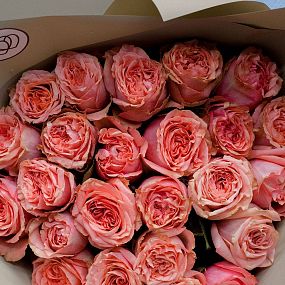 Монобукет  из 25 кораллово-розовых пионовидных роз Wild Love 40 см