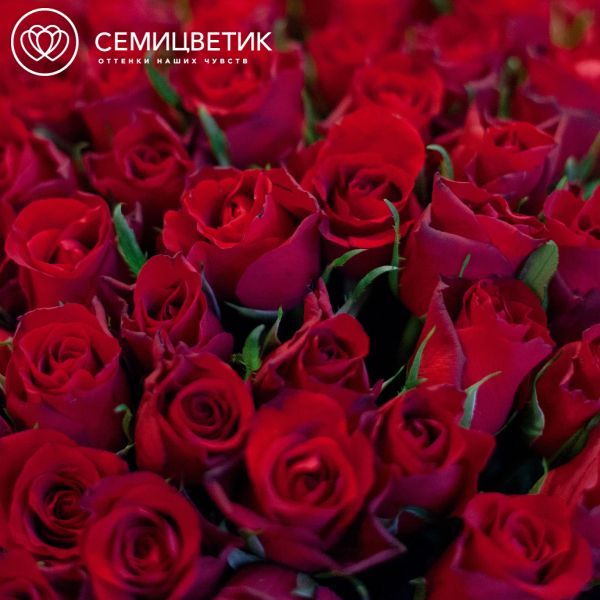 Букет из 101 красной розы 40 см (Кения) в розовой пленке