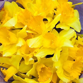 Букет из 25 нарциссов в сиреневой пленке