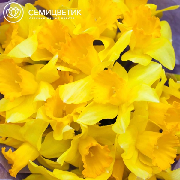 Букет из 25 нарциссов в сиреневой пленке