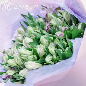 Букет из 25 сиреневых альстромерий в розовой пленке