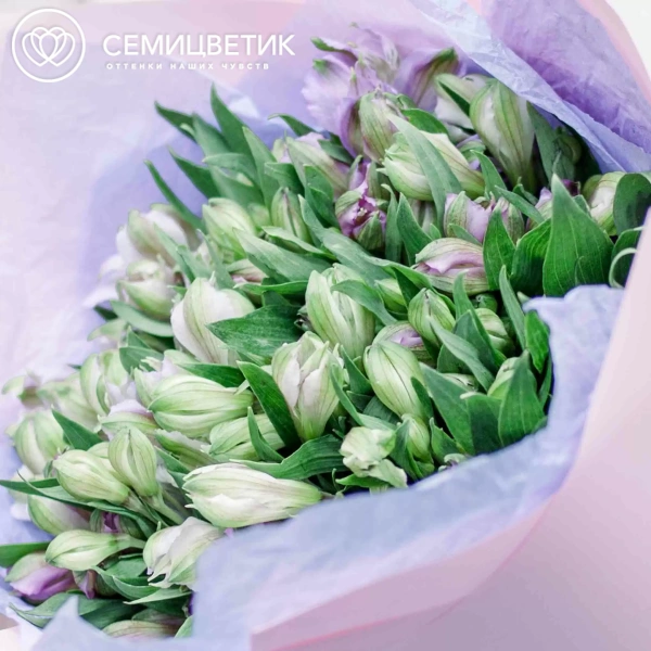 Букет из 25 сиреневых альстромерий в розовой пленке