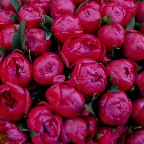 Букет из 101 кораллового пиона Coral Sunset Standart в сиреневой пленке