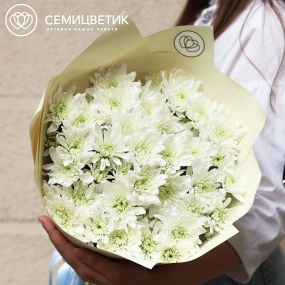 Букет из 11 белых кустовых хризантем в зеленой пленке