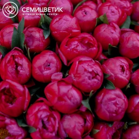 Букет из 101 кораллового пиона Coral Sunset Standart в сиреневой пленке