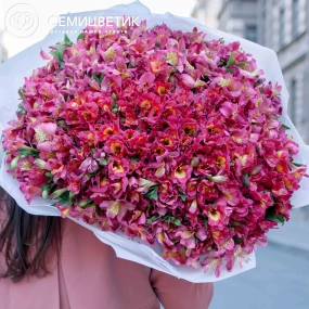 Букет из 101 розовой альстромерии в белой пленке