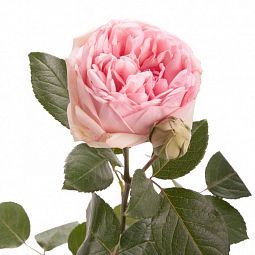 Роза пионовидная кустовая 40 см Bridal Piano Нежно-розовая поштучно
