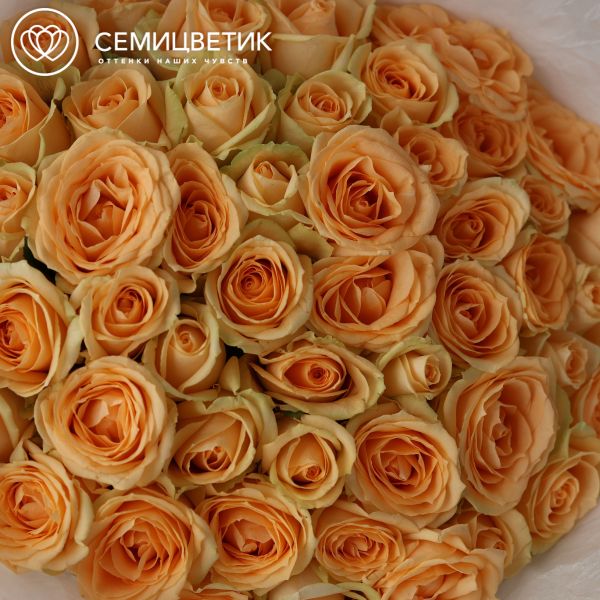 Букет из 51 кремовой розы 50 см (Россия)