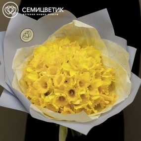 Букет из 75 нарциссов в голубой пленке