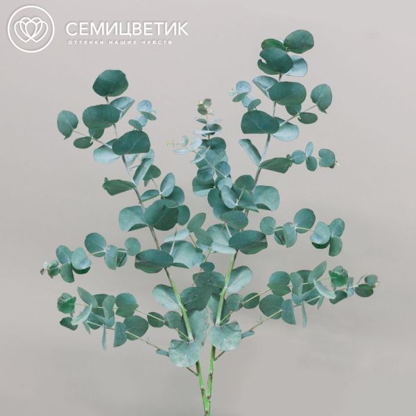 2 ветки эвкалипта