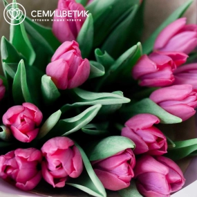 Букет из 15 малиновых тюльпанов в сиреневой пленке