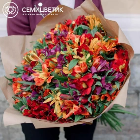Букет из 51 альстромерии яркий микс в упаковке