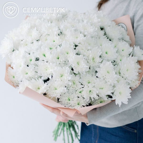 Букет из 25 белых кустовых хризантем в кремовой пленке