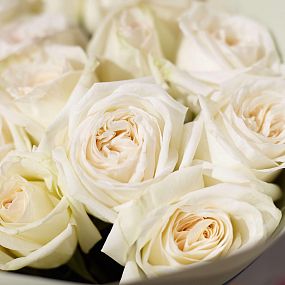 Букет из 25 белых пионовидных роз White O'Hara 40 см