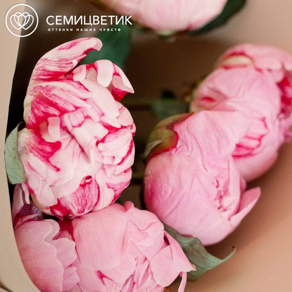 Букет из 5 розовых пионов Premium в кремовой пленке