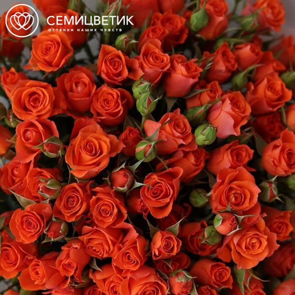 Букет из 25 оранжевых кустовых роз 40-50 см (Россия)