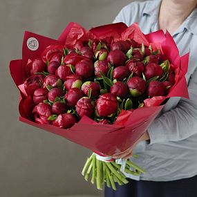 Большой букет  из 51 бордового пиона Premium