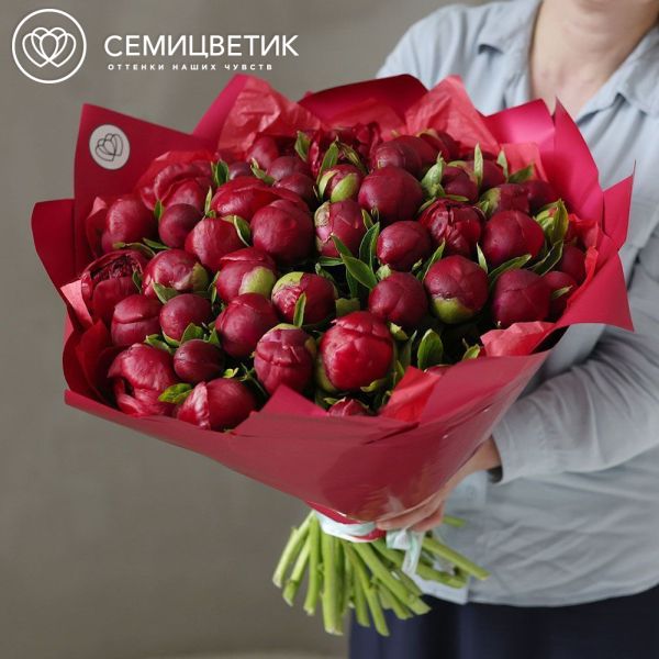 Букет из 51 бордового пиона Premium