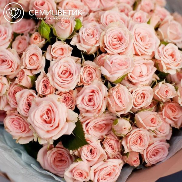 Букет из 35 нежно-розовых кустовых роз 40 см (Кения) в кремовой пленке