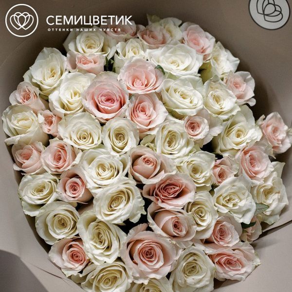 Букет из 51 белой и нежно-розовой розы 40 см (Кения) в кремовой пленке