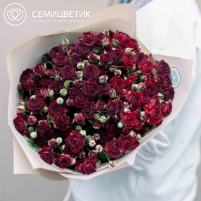 Букет из 15 красных кустовых роз 70 см (Россия) в кремовой пленке
